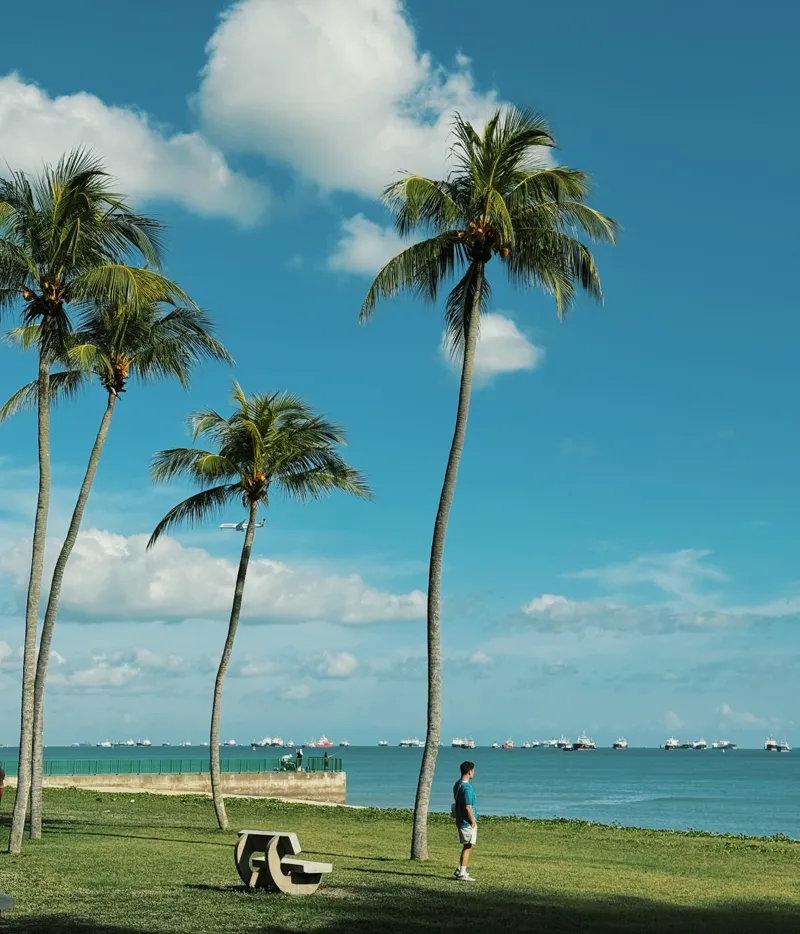 Tall coconut palms along the coastal park near Marine Parade, with cargo ships anchored offshore and a man standing on the grass looking out at the water