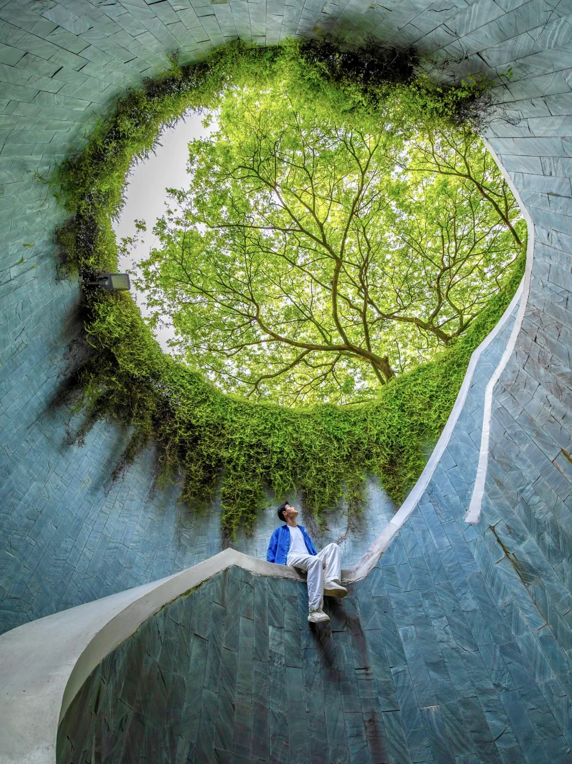 A tree growing inside a circular courtyard opening in a building, two people sitting on the steps below looking up at it