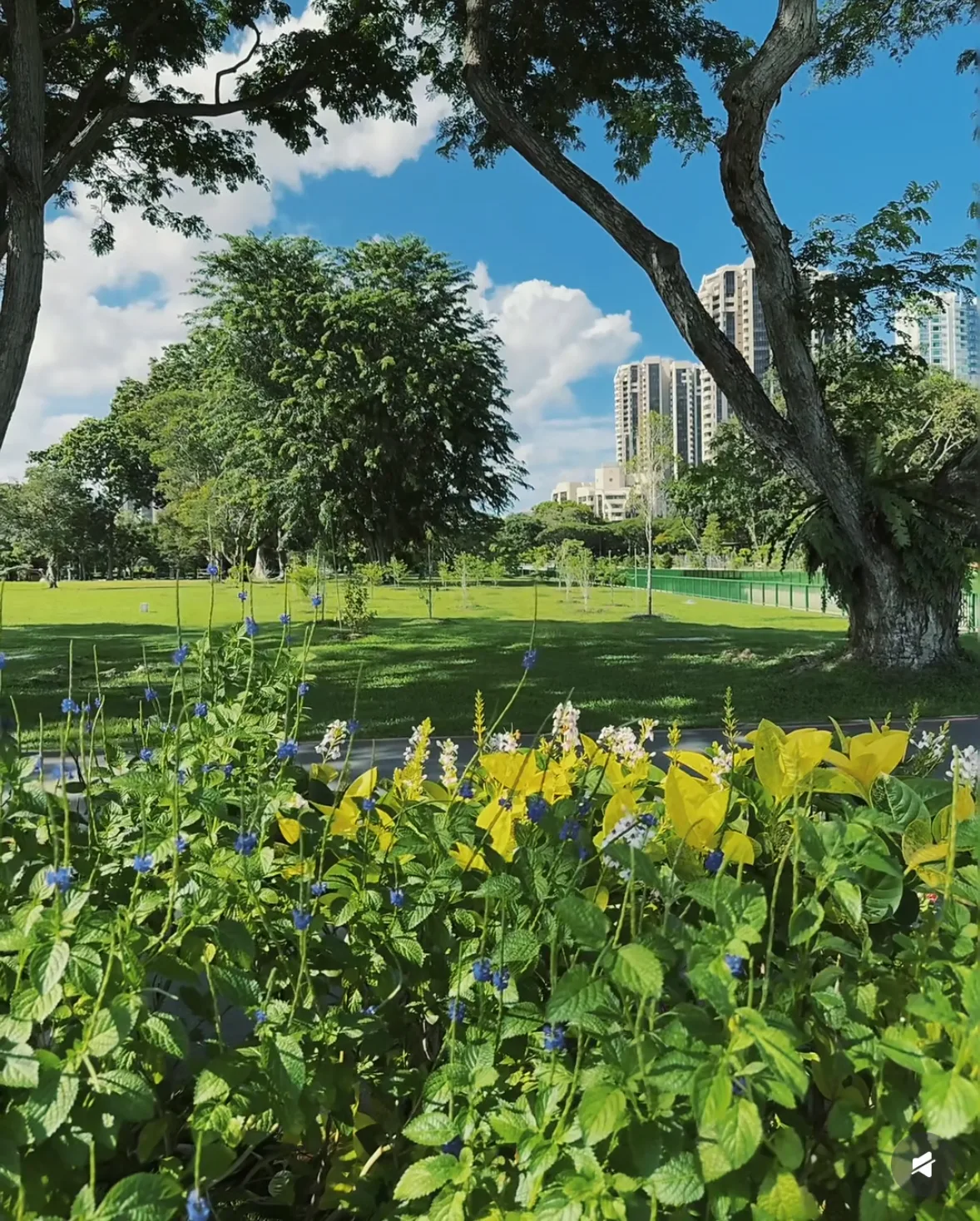 A Singapore park with wildflowers and trees in the foreground, city skyline towers visible in the distance under a partly cloudy sky